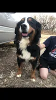 Lance, a male Bernese Mountain Dog for sale in Newton, KS – Photo 2 of 2