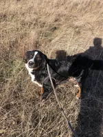 Shadow, a female Bernese Mountain Dog for sale in Newton, KS – Photo 3 of 3
