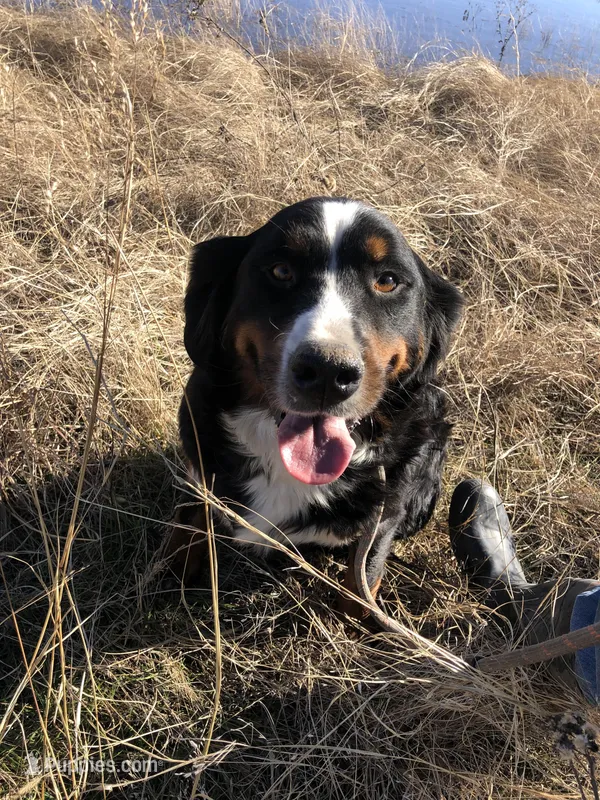 Shadow, a female Bernese Mountain Dog for sale in Newton, KS – Photo 1 of 3