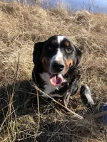 Shadow, a female Bernese Mountain Dog for sale in Newton, KS – Photo 1 of 3