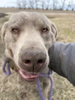 Ruger, a male Labrador Retriever for sale in Newton, KS – Photo 2 of 3