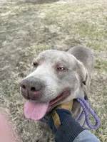 Ruger, a male Labrador Retriever for sale in Newton, KS – Photo 1 of 3