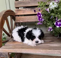 Victor, a male Yorkipoo for sale in Seymour, MO – 3 of 4