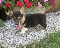 Jarell, a male Pembroke Welsh Corgi for sale in Seymour, MO – 3 of 3