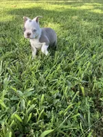 Sapphire, a female Boston Terrier for sale in Seymour, MO – 4 of 6
