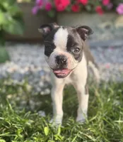 Jane, a female Boston Terrier for sale in Seymour, MO – 6 of 7