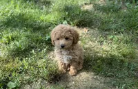 Angel, a female Poodle - Miniature  for sale in Seymour, MO – Photo 5 of 6