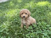 Angel, a female Poodle - Miniature  for sale in Seymour, MO – Photo 3 of 6