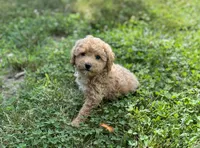 Angel, a female Poodle - Miniature  for sale in Seymour, MO – Photo 1 of 6