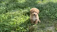 Angel, a female Poodle - Miniature  for sale in Seymour, MO – Photo 2 of 6