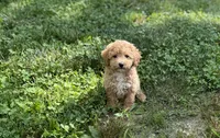 Angel, a female Poodle - Miniature  for sale in Seymour, MO – Photo 6 of 6
