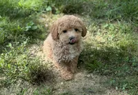 Angel, a female Poodle - Miniature  for sale in Seymour, MO – Photo 4 of 6
