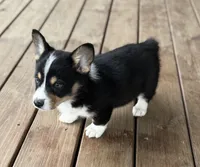 Oliver, a male Cardigan Welsh Corgi and Pembroke Welsh Corgi for sale in Seymour, MO – Photo 2 of 4