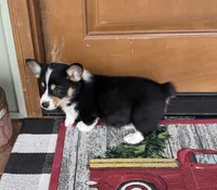 Oliver, a male Cardigan Welsh Corgi and Pembroke Welsh Corgi for sale in Seymour, MO – Photo 4 of 4