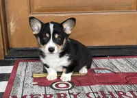 Oliver, a male Cardigan Welsh Corgi and Pembroke Welsh Corgi for sale in Seymour, MO – Photo 1 of 4