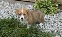 Ruby, a female Pembroke Welsh Corgi for sale in Seymour, MO – 3 of 6