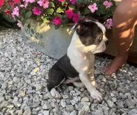 Jane, a female Boston Terrier for sale in Seymour, MO – 4 of 7