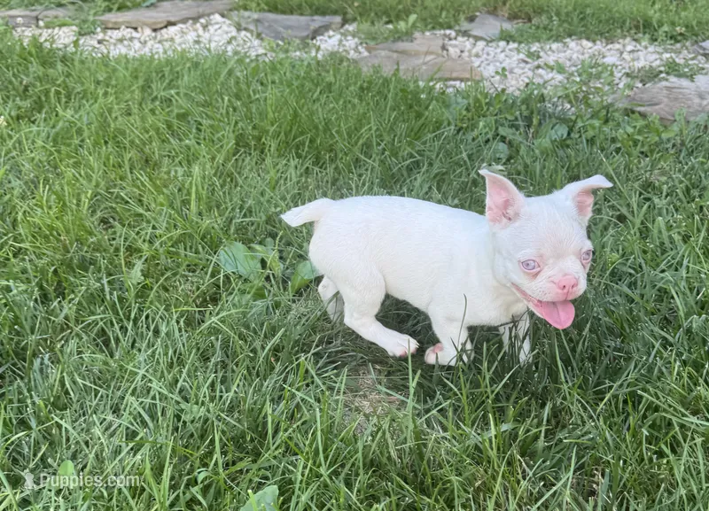 Alvin – Boston Terrier puppy for sale in Seymour, MO