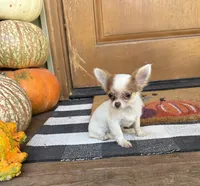 Pixie , a female Chihuahua for sale in Seymour, MO – 4 of 4