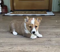 Kira, a female Pembroke Welsh Corgi for sale in Seymour, MO – Photo 7 of 10