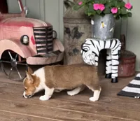 Kira, a female Pembroke Welsh Corgi for sale in Seymour, MO – Photo 4 of 10