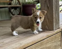 Kira, a female Pembroke Welsh Corgi for sale in Seymour, MO – Photo 10 of 10