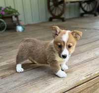 Kira, a female Pembroke Welsh Corgi for sale in Seymour, MO – Photo 9 of 10