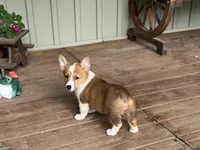 Kira, a female Pembroke Welsh Corgi for sale in Seymour, MO – Photo 2 of 10