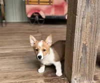 Kira, a female Pembroke Welsh Corgi for sale in Seymour, MO – Photo 1 of 10
