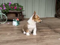 Kira, a female Pembroke Welsh Corgi for sale in Seymour, MO – Photo 6 of 10