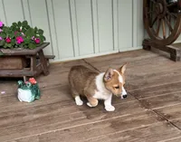 Kira, a female Pembroke Welsh Corgi for sale in Seymour, MO – Photo 5 of 10