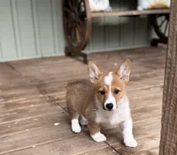 Kira, a female Pembroke Welsh Corgi for sale in Seymour, MO – Photo 3 of 10