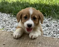 Ruby, a female Pembroke Welsh Corgi for sale in Seymour, MO – 1 of 6