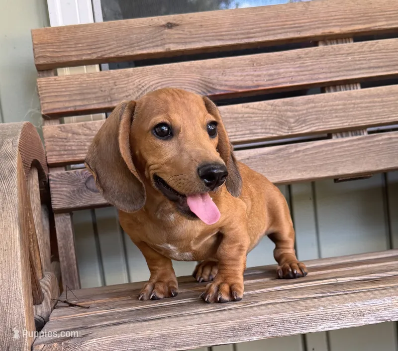 Roby – Dachshund puppy for sale in Seymour, MO