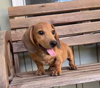 Roby, a male Dachshund for sale in Seymour, MO – 1 of 4