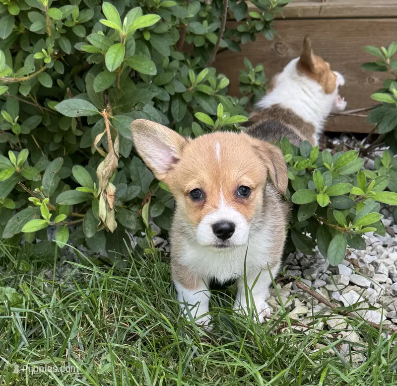 Molly – Pembroke Welsh Corgi puppy for sale in Seymour, MO