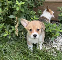 Molly, a female Pembroke Welsh Corgi for sale in Seymour, MO – 1 of 5