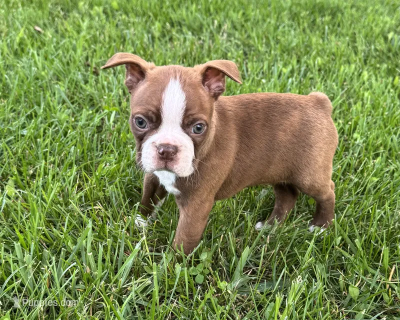 Ozzie – Boston Terrier puppy for sale in Seymour, MO