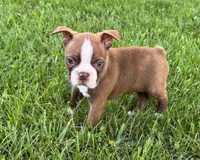 Ozzie, a male Boston Terrier for sale in Seymour, MO – 1 of 6