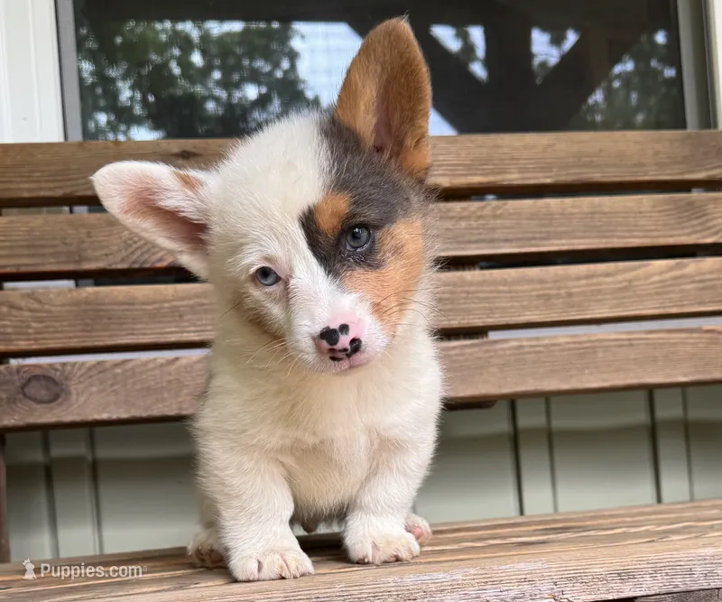 Hank – Pembroke Welsh Corgi puppy for sale in Seymour, MO