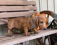 Roby, a male Dachshund for sale in Seymour, MO – 2 of 4