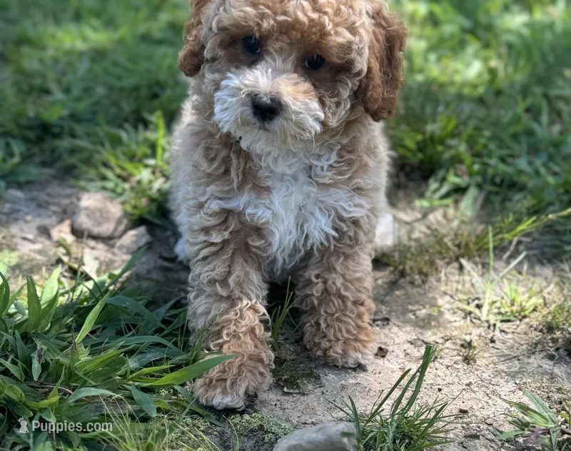 Sawyer, a male Poodle - Miniature  for sale in Seymour, MO – Photo 1 of 10