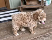 Sawyer, a male Poodle - Miniature  for sale in Seymour, MO – Photo 9 of 10