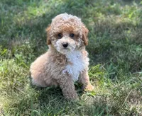 Sawyer, a male Poodle - Miniature  for sale in Seymour, MO – Photo 3 of 10