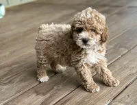 Sawyer, a male Poodle - Miniature  for sale in Seymour, MO – Photo 6 of 10