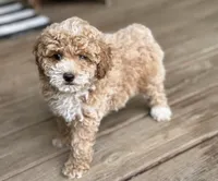 Sawyer, a male Poodle - Miniature  for sale in Seymour, MO – Photo 10 of 10