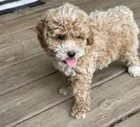 Sawyer, a male Poodle - Miniature  for sale in Seymour, MO – Photo 8 of 10