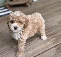 Sawyer, a male Poodle - Miniature  for sale in Seymour, MO – Photo 7 of 10