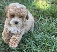 Sawyer, a male Poodle - Miniature  for sale in Seymour, MO – Photo 2 of 10