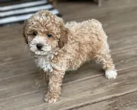 Sawyer, a male Poodle - Miniature  for sale in Seymour, MO – Photo 5 of 10